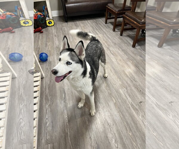 Medium Photo #1 Mutt Puppy For Sale in Emmett, ID, USA