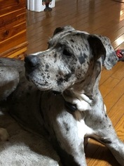 Great Dane Puppy for sale in CHESTER, NH, USA