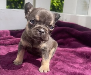 French Bulldog Puppy for sale in ATLANTA, GA, USA
