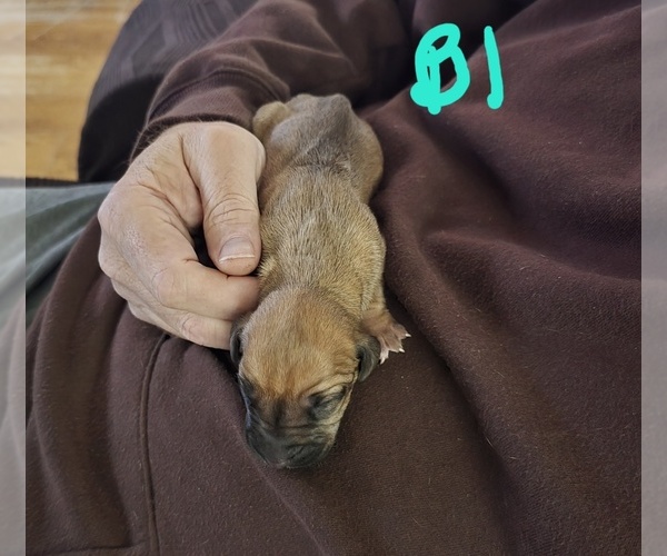 Medium Photo #1 Rhodesian Ridgeback Puppy For Sale in ALBA, TX, USA
