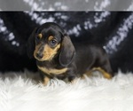 Small Photo #4 Dachshund Puppy For Sale in WARSAW, IN, USA