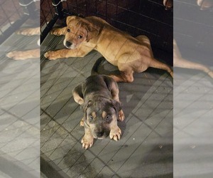Rottweiler-Rottweiler-American Pit Bull Terrier Mix Puppy for sale in LAS VEGAS, NV, USA