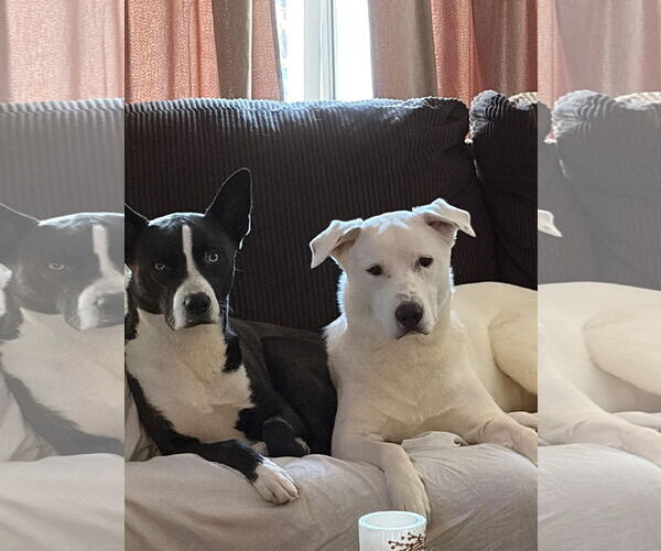 Medium Photo #4 Siberian Husky-Unknown Mix Puppy For Sale in Holly Springs, NC, USA