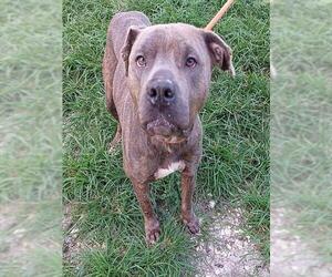 American Staffordshire Terrier Dogs for adoption in Fort Lauderdale, FL, USA
