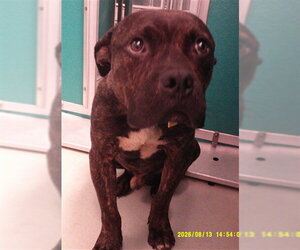 Bulldog-Unknown Mix Dogs for adoption in Oklahoma City, OK, USA