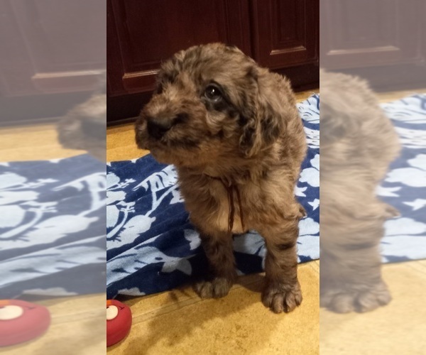 Medium Photo #10 Labradoodle Puppy For Sale in JEFFERSONTOWN, KY, USA