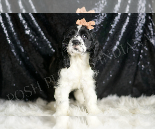 Medium Photo #3 Cocker Spaniel Puppy For Sale in WARSAW, IN, USA