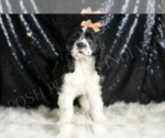 Small #2 Cocker Spaniel