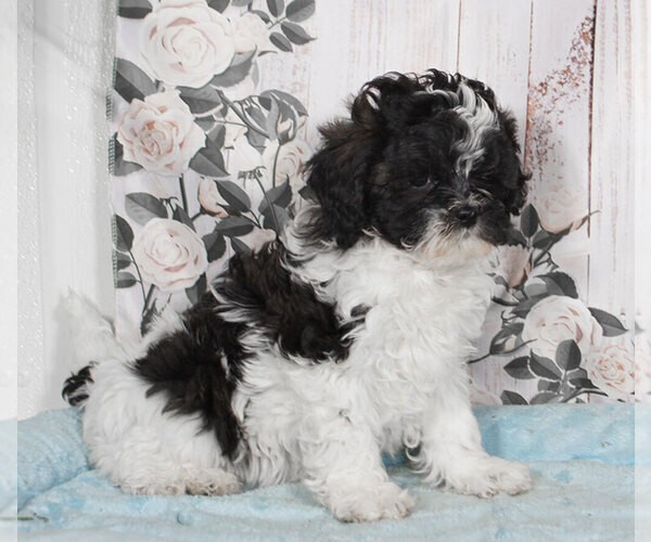 Medium Photo #1 ShihPoo Puppy For Sale in PENNS CREEK, PA, USA