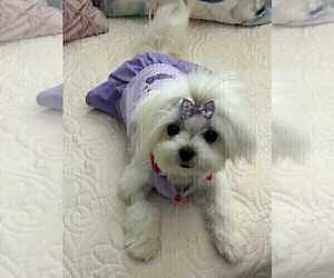 Mother of the Maltese puppies born on 04/28/2026