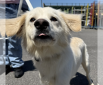Small #2 Golden Retriever-Retriever  Mix