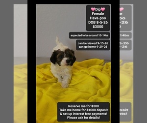 Havapoo Puppy for sale in TUCSON, AZ, USA