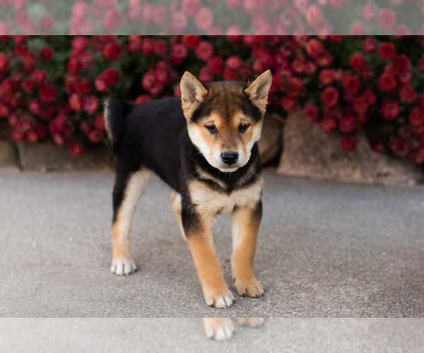Medium Photo #5 Shiba Inu Puppy For Sale in MILLERSBURG, IN, USA