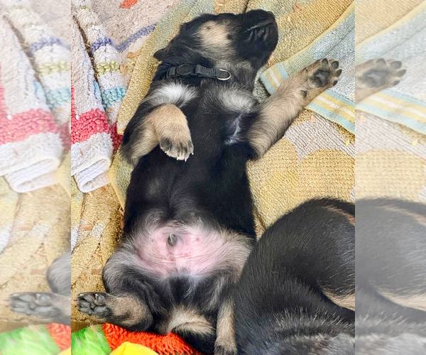 Medium Photo #5 Gerberian Shepsky Puppy For Sale in Corona, CA, USA