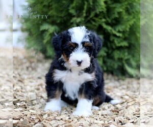 Miniature Bernedoodle Puppy for sale in GORDONVILLE, PA, USA