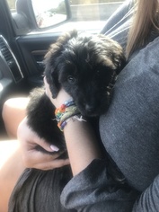 Aussiedoodle Puppy for sale in MANVEL, TX, USA