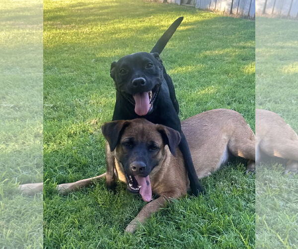 Medium Photo #4 Australian Shepherd-Unknown Mix Puppy For Sale in Phoenix, AZ, USA