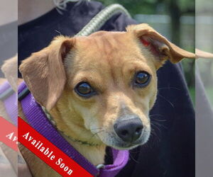 Chiweenie Dogs for adoption in Huntley, IL, USA