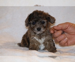 Poodle (Toy) Puppy for sale in DYERSBURG, TN, USA