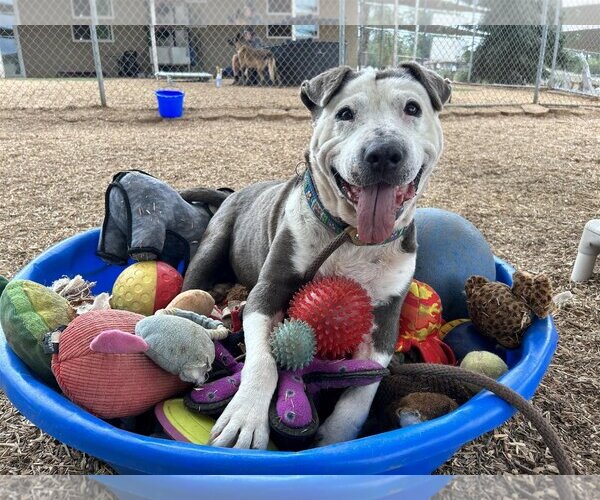 Medium Photo #4 American Pit Bull Terrier-Unknown Mix Puppy For Sale in  Ramona, CA, USA