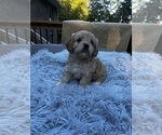 Puppy Puppy 2 Cavalier King Charles Spaniel