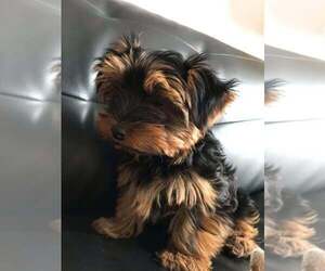 Yorkshire Terrier Puppy for sale in CEDAREDGE, CO, USA