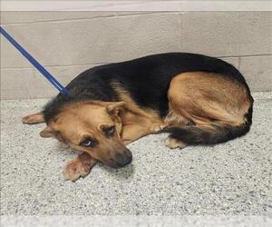 German Shepherd Dog-Unknown Mix Dogs for adoption in Conroe, TX, USA
