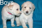 Small Photo #1 Goberian Puppy For Sale in DAVENPORT, FL, USA