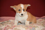 Small Photo #1 Pembroke Welsh Corgi Puppy For Sale in NEWVILLE, PA, USA