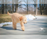 Small Photo #33 Goldendoodle Puppy For Sale in CARLOCK, IL, USA