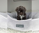 Small #5 Shih Tzu