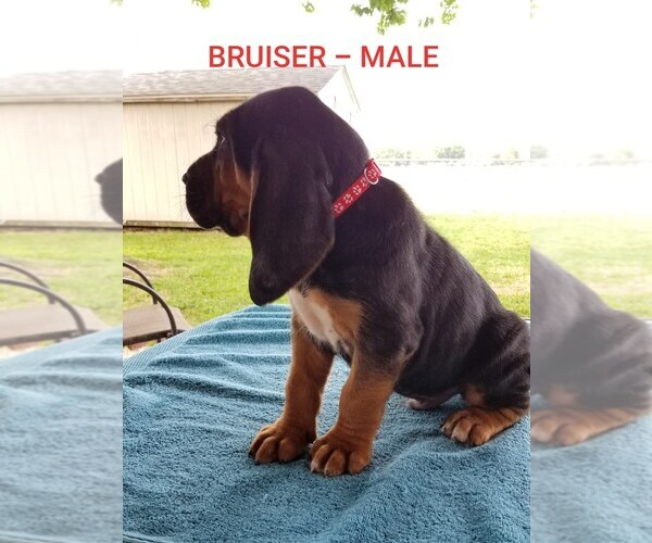 Medium Photo #2 Bloodhound Puppy For Sale in ANGLETON, TX, USA