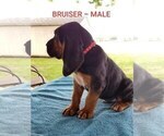 Small Photo #2 Bloodhound Puppy For Sale in ANGLETON, TX, USA