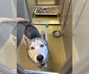 Siberian Husky Dogs for adoption in Rancho Cucamonga, CA, USA