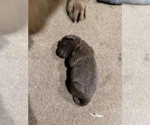 Medium Photo #4 Chesapeake Bay Retriever Puppy For Sale in GREELEY, CO, USA