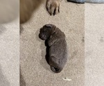Litter of 8 - Male(s) and Female(s) Chesapeake Bay RetrieverLitter of Puppies for Sale - Photo #4