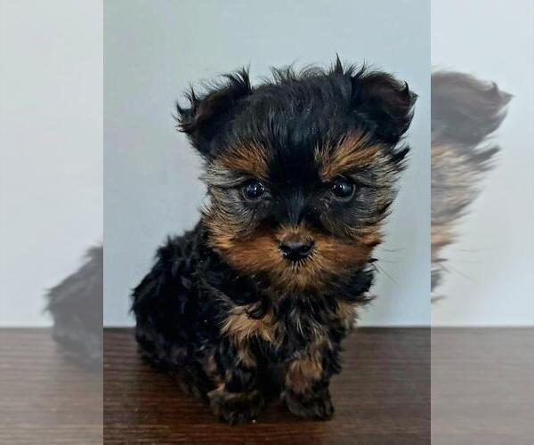 Medium Photo #1 Yorkshire Terrier Puppy For Sale in JACKSONVILLE, FL, USA