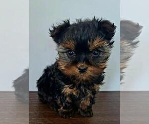Yorkshire Terrier Puppy for sale in JACKSONVILLE, FL, USA