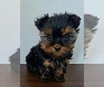Small Yorkshire Terrier