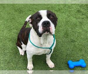 Mutt Dogs for adoption in Orange, CA, USA