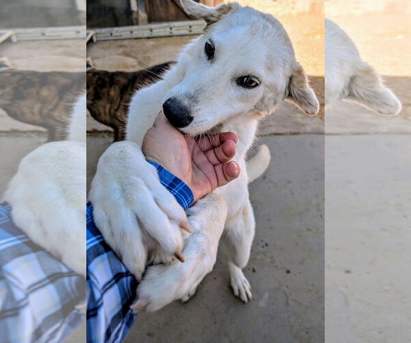 Medium Photo #4 Australian Shepherd-Unknown Mix Puppy For Sale in Pena Blanca, NM, USA