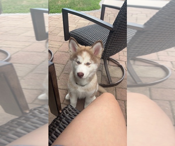 Medium Photo #1 Siberian Husky Puppy For Sale in WILKES BARRE, PA, USA