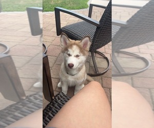 Siberian Husky Puppy for sale in WILKES BARRE, PA, USA