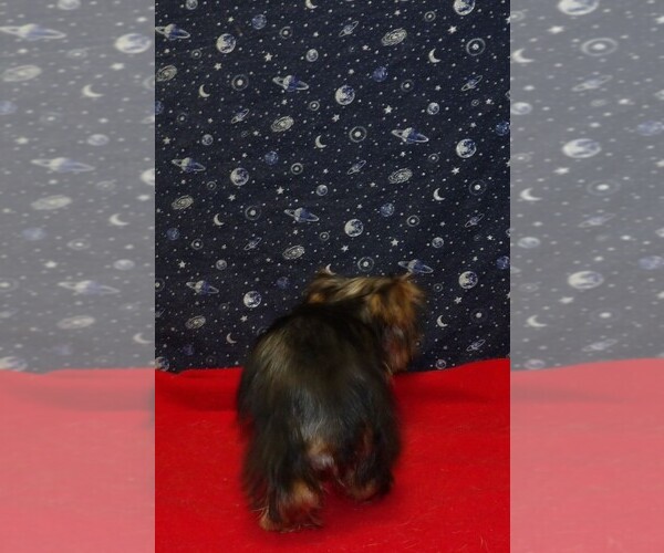Medium Photo #15 Yorkshire Terrier Puppy For Sale in PATERSON, NJ, USA