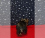 Small #3 Yorkshire Terrier