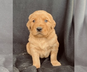 Golden Retriever Puppy for sale in DELTA, CO, USA