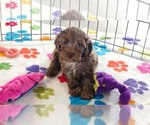 Small #8 Cockapoo (Toy)-Poodle (Toy) Mix