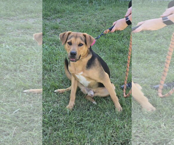 Medium Photo #1 Mutt Puppy For Sale in Rustburg, VA, USA
