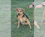 Ox: At the Shelter - Male Mutt Dog for Adoption - Small photo