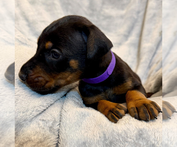 Medium Photo #8 Doberman Pinscher Puppy For Sale in LAKELAND, FL, USA